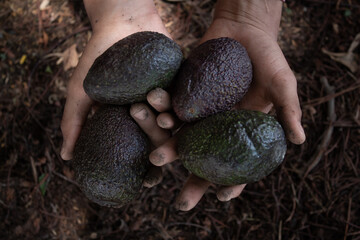farmer's hands holding freshly harvested avocados and farmland in the background