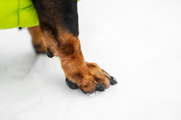 Paw of dog, who is wearing a green warm puffer jacket, is standing in the snow, close up side view. It is uncomfortable and cold for pets to walk in snow in winter, their paw pads freeze.