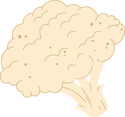 Isolated white cauliflower cabbage, flat Brassica