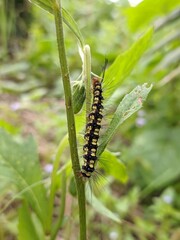 caterpillars in the sintrong plant (Crassocephalum crepidioides)