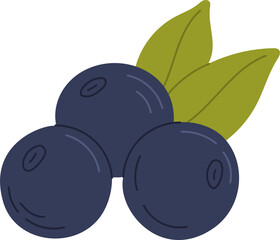 Highbush blueberry superfood isolated blue berries