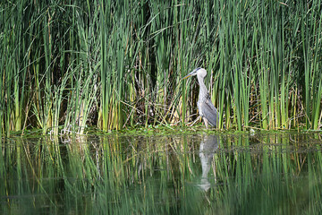 Great Blue Heron fishing on the shore, with distaffs in the background and reflections on the water