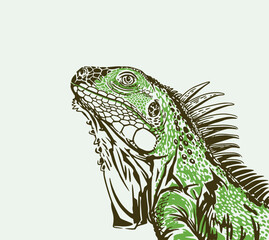Head Iguana Profile. Green Iguana Portrait. Vector illustration. 