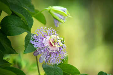 Beautiful purple Passion Flower or Passion Vine (Passiflora incarnata) blooming in the summer garden. Natural soft green background with copy space. - 530200979
