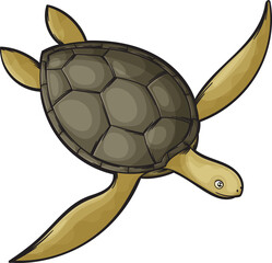 Sea turtle, isolated endangered green tortoise