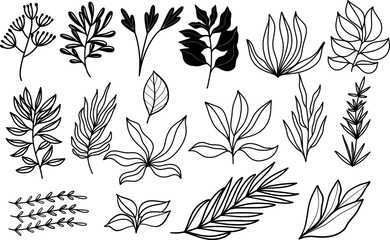 doodle line art botanical floral plant