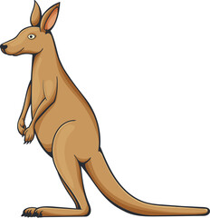 Wallaroo, wallaby or Australian Kangaroo isolated
