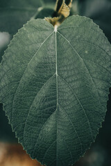 Close up of green leaves with its veins from a tropical plant in exotic garden of the Yucatan peninsula with moody tones 