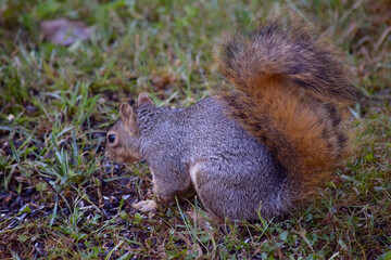 Squirrel in Grass