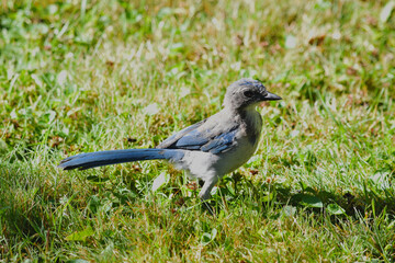 Blue Jay in Sunny Grass