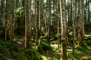 丸沼高原の森の中の風景