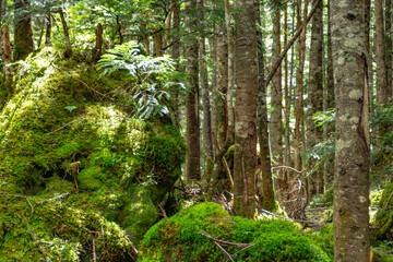 丸沼高原の森の中の朽ち木と苔
