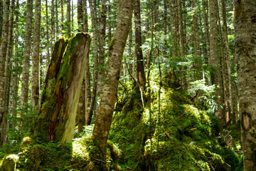 丸沼高原の森の中の朽ち木と苔