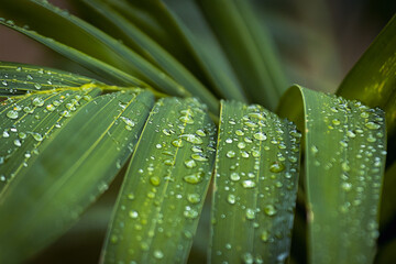 Folhas e gotas