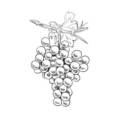 Sketch of grapes still on the tree trunk