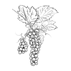 Sketch of grapes still on the tree trunk