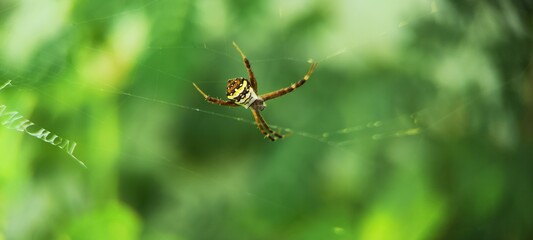 spider on the web