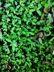 green leaves background with peace full