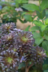 Sedum succulent Tia, Aeonium arboreum