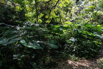rainforest in mexico latin america, sunlight, leaves with water droplets