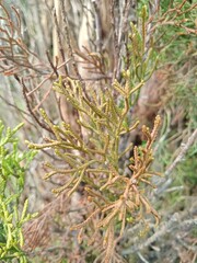 close up of pine needles