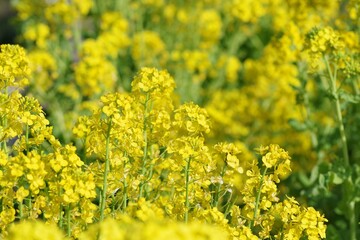 菜の花
