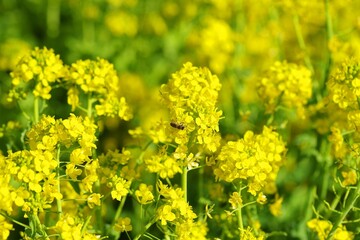 菜の花とミツバチ
