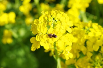 菜の花とミツバチ

