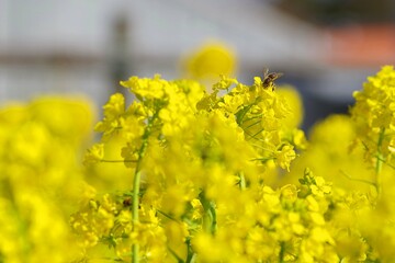 菜の花とミツバチ
