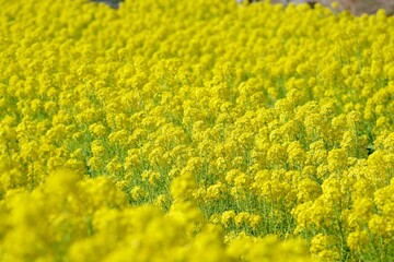 菜の花畑
