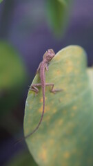 A little chameleon sits on a monstera leaf.