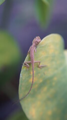 A little chameleon sits on a monstera leaf.