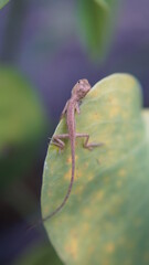 A little chameleon sits on a monstera leaf.