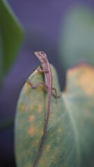 A little chameleon sits on a monstera leaf.