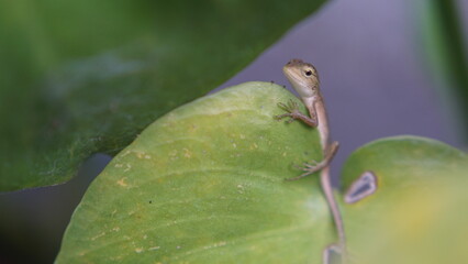 A little chameleon sits on a monstera leaf.