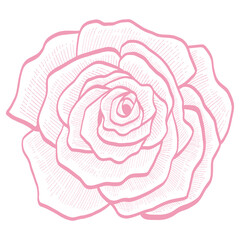 Pink Rose Bud Flower Floral Doodle Line Art Hand Drawing Vector Illustration Icon