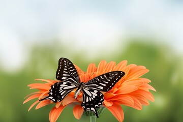 Beautiful butterfly with flower on blur nature background