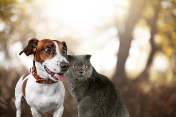 Couple pets, cat and a dog on summer natural park.