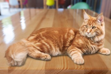 Cute big red lovely cats lays on desk