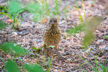 The common redstart, Phoenicurus phoenicurus, young bird, is sitting on a ground against a blurred background.