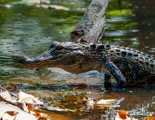 American Alligator Basking