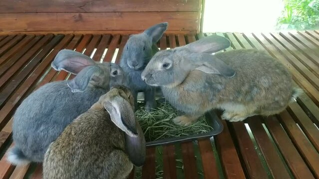 the rabbits are eating together. rabbits off their food
why is my rabbit eating too much
are rabbits always hungry