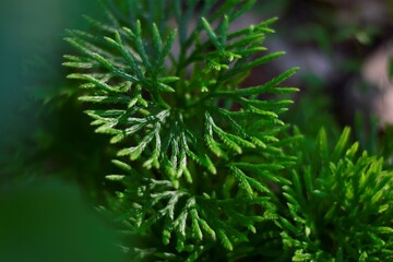 close up of pine needles