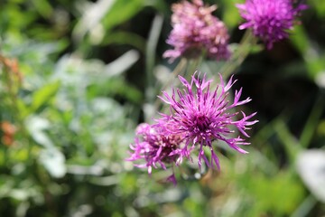 bee on thistle