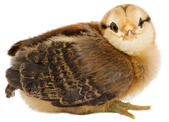 A newborn baby chicken - Transparent Background