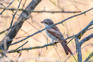 Juvenile Red-backed Shrike sitting on a tree branch.