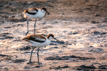 Two Water birds pied avocet, Recurvirostra avosetta, standing on salt lake shore in pink sunset light. The pied avocet is a large black and white wader with long, upturned beak