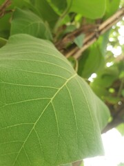 close up of a green leaf