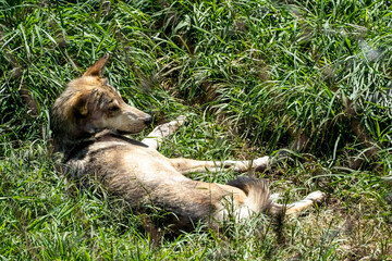 Canis lupus mexican gray wolf at the zoo, behind a mesh containing it, mexico
