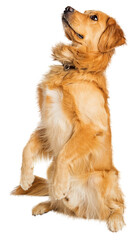 Attentive Golden Retriever Dog Sitting Up - Extracted - obrazy, fototapety, plakaty